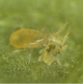 Photo: Neoseiulus californicus (McGregor) preying on two-spotted spider mites