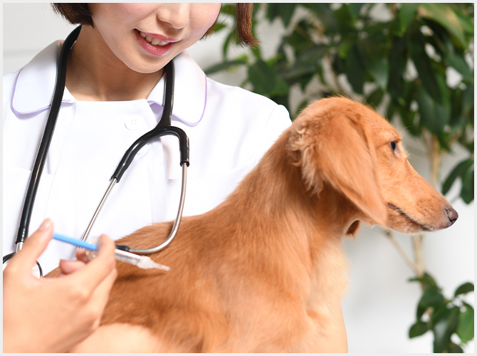 動物用医薬品の経緯