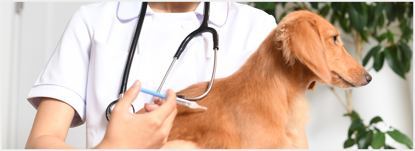 動物用医薬品の経緯