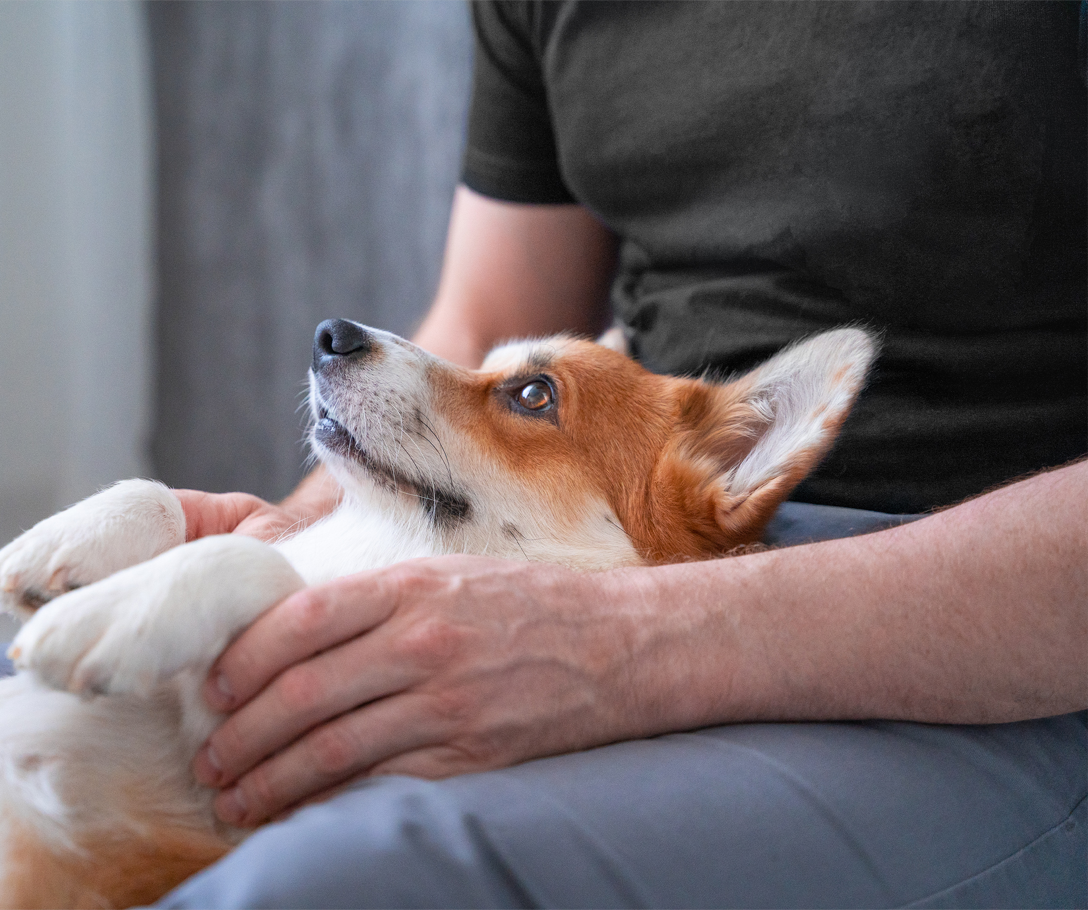 動物用医薬品