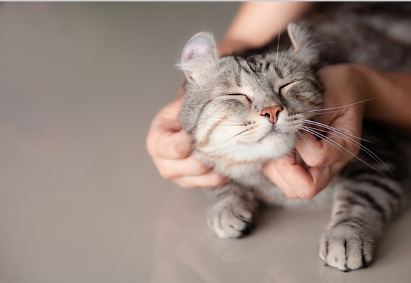 飼い主のたっぷりの愛情♡