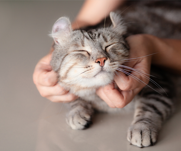 飼い主のたっぷりの愛情♡