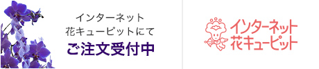 インターネット花キューピットにてご注文受付中