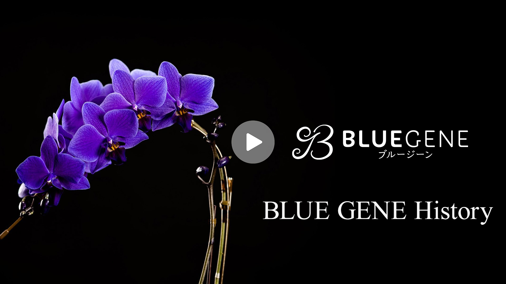 商品説明｜Blue Gene（ブルージーン）｜石原産業株式会社