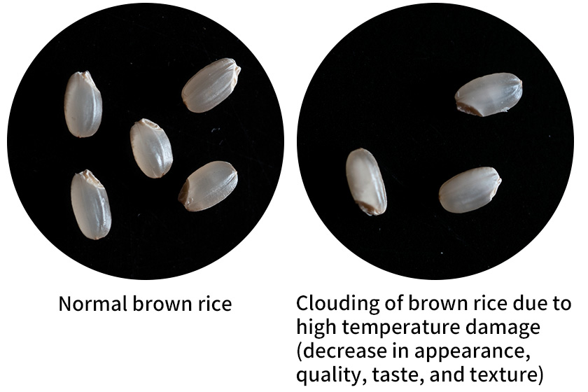 Photo: Normal brown rice / Clouding of brown rice due to high temperature damage (decrease in appearance, quality, taste, and texture)