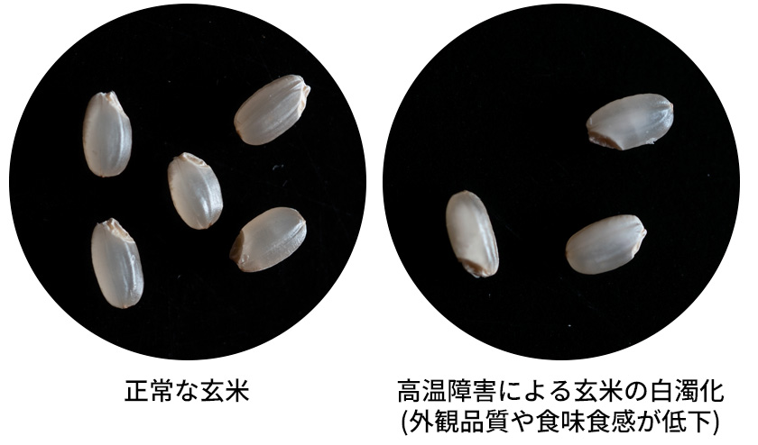 写真：正常な玄米／高湿障害による玄米の白濁化(外観品質や食味食感が低下)